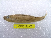 藏品(點帶叉舌鯊)的圖片